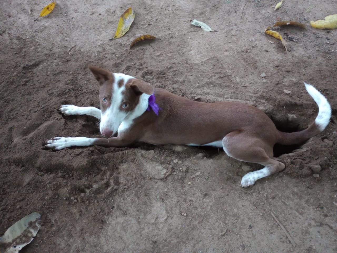 With love, to the dog who is slowing me down