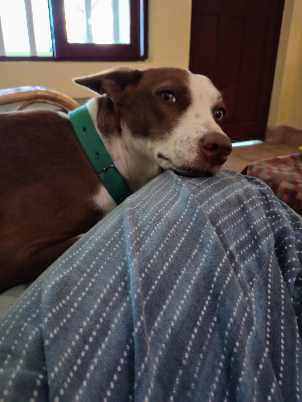 Coco, the dog who is slowing down my work