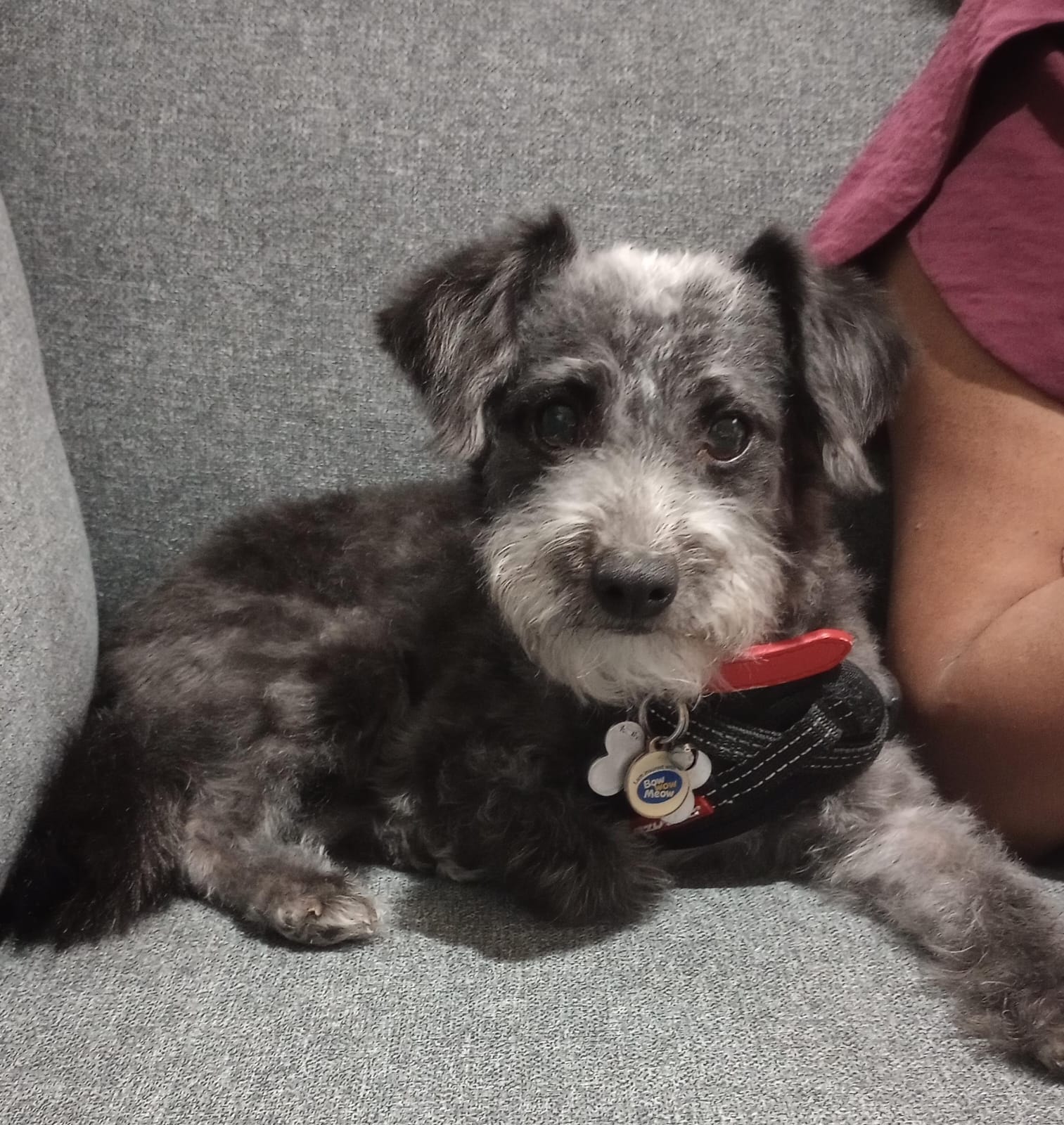 Dog with red collar not worried about spider