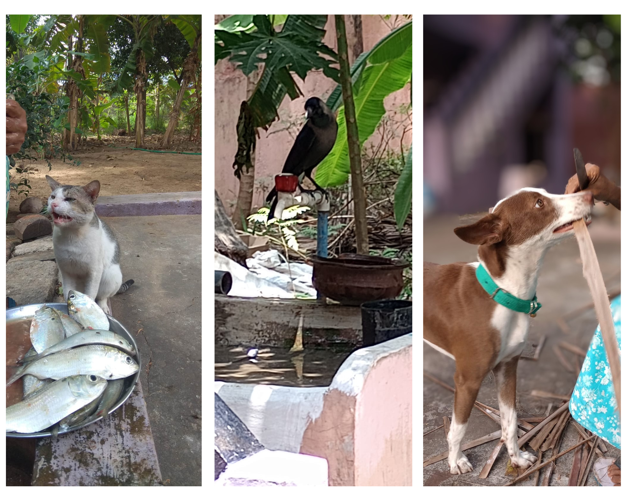 How to befriend a crow – like my mother did