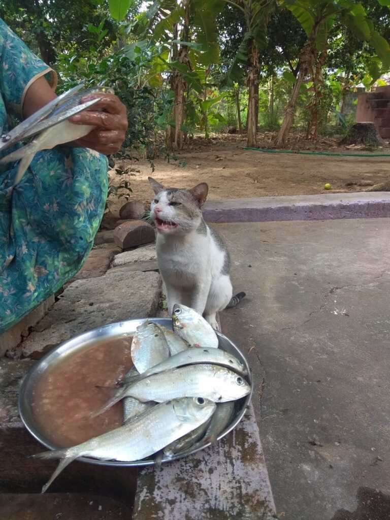 Cat eyeing a fish