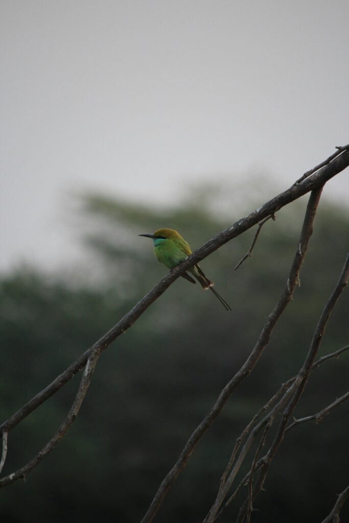 Bee eater - Photo by Neel Parikh on Unsplash