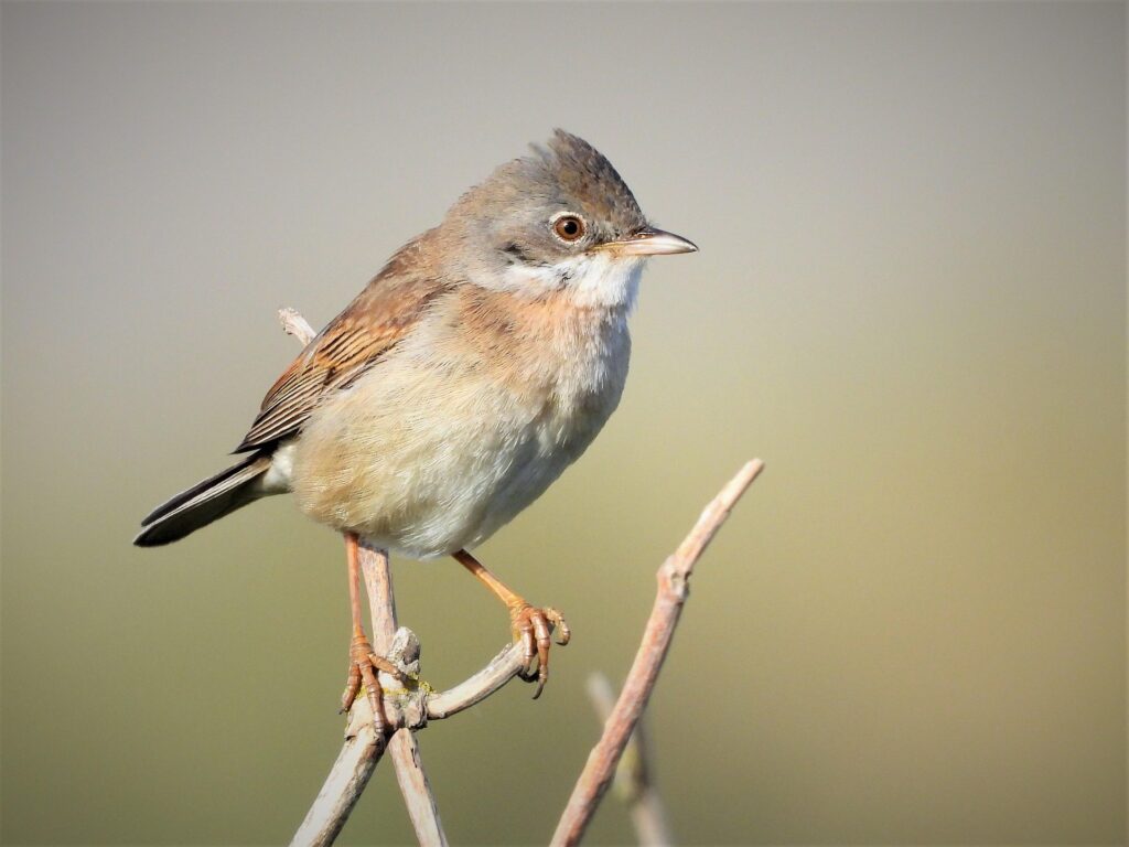 Warbler - Image by pevank01 from Pixabay
