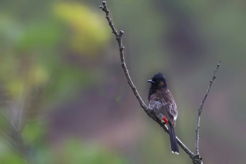 Red-vented Bulbul Photo by Ugyen Tenzin on Unsplash