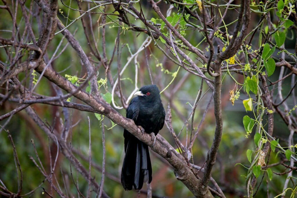 Asian Koel - Photo by viswaprem anbarasapandian on Unsplash