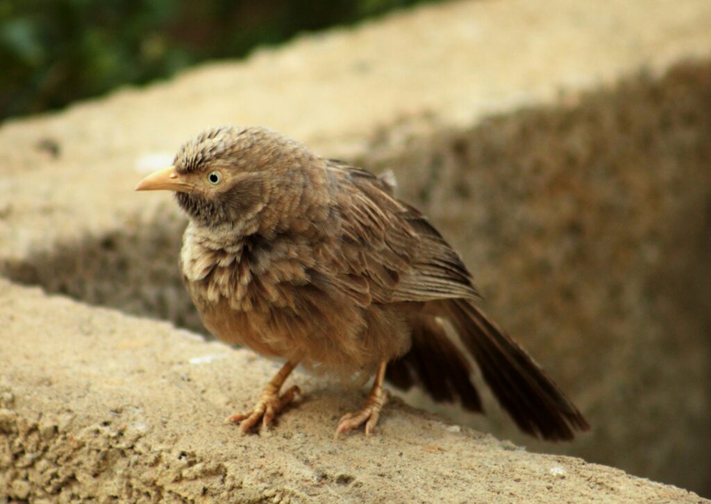 Babbler - Photo by viswaprem anbarasapandian on Unsplash