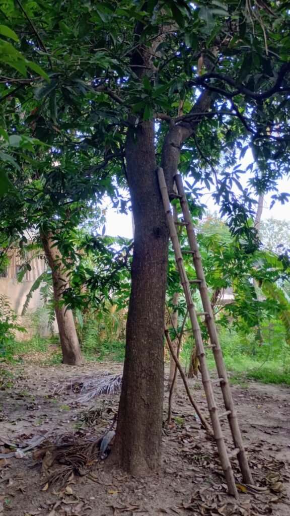 Ladder against a mango tree, mangoes in summer